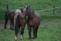 /album/pohlavni-pudy/snimek-130-2-jpg/